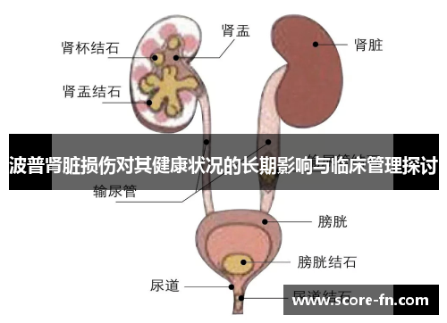 波普肾脏损伤对其健康状况的长期影响与临床管理探讨